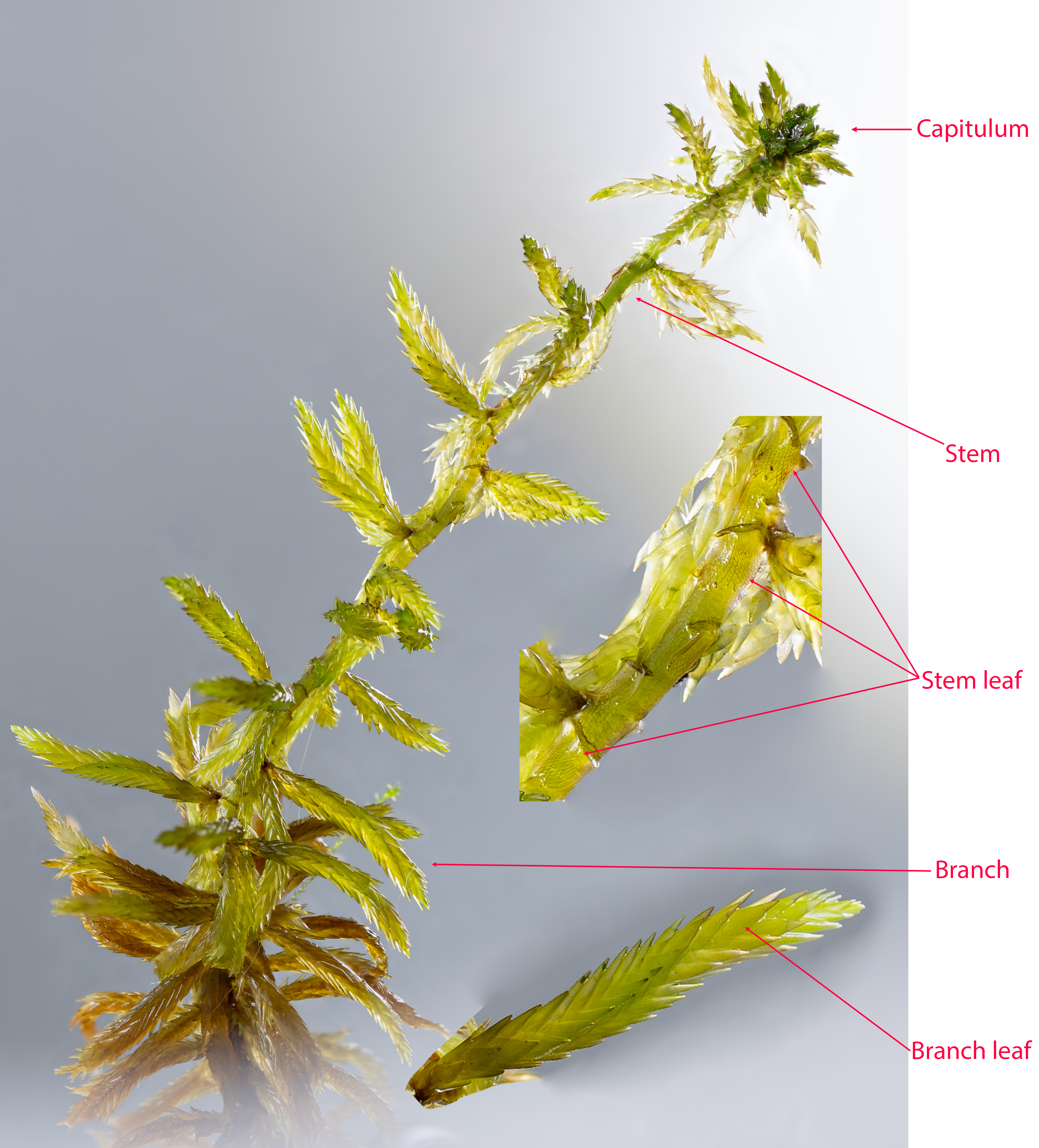 Sphagnum lindbergii diagram