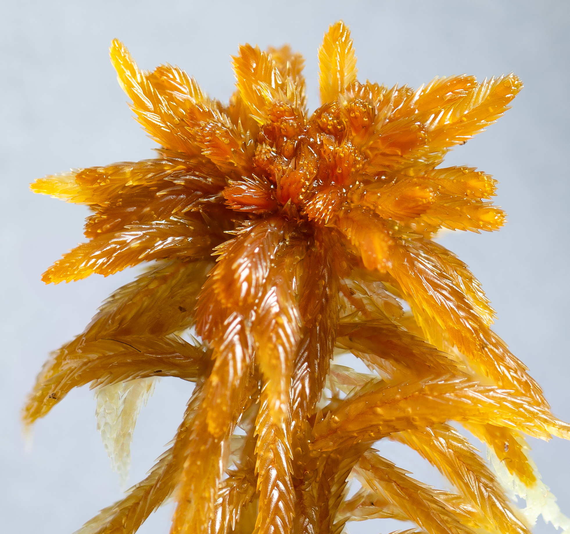 Sphagnum balticum capitulum