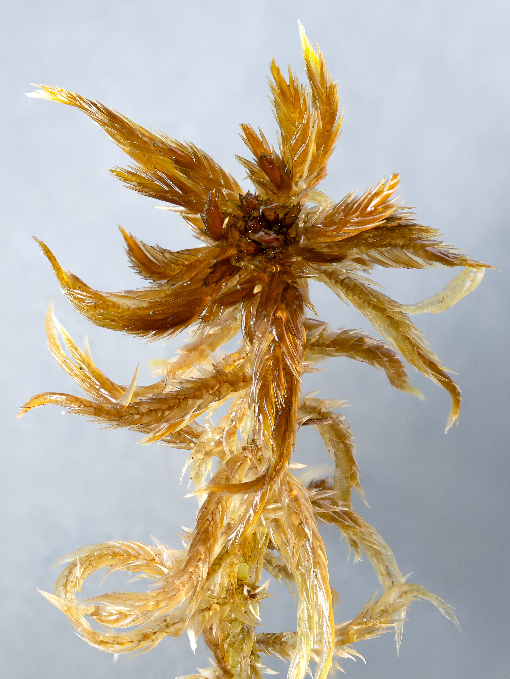 Sphagnum majus capitulum
