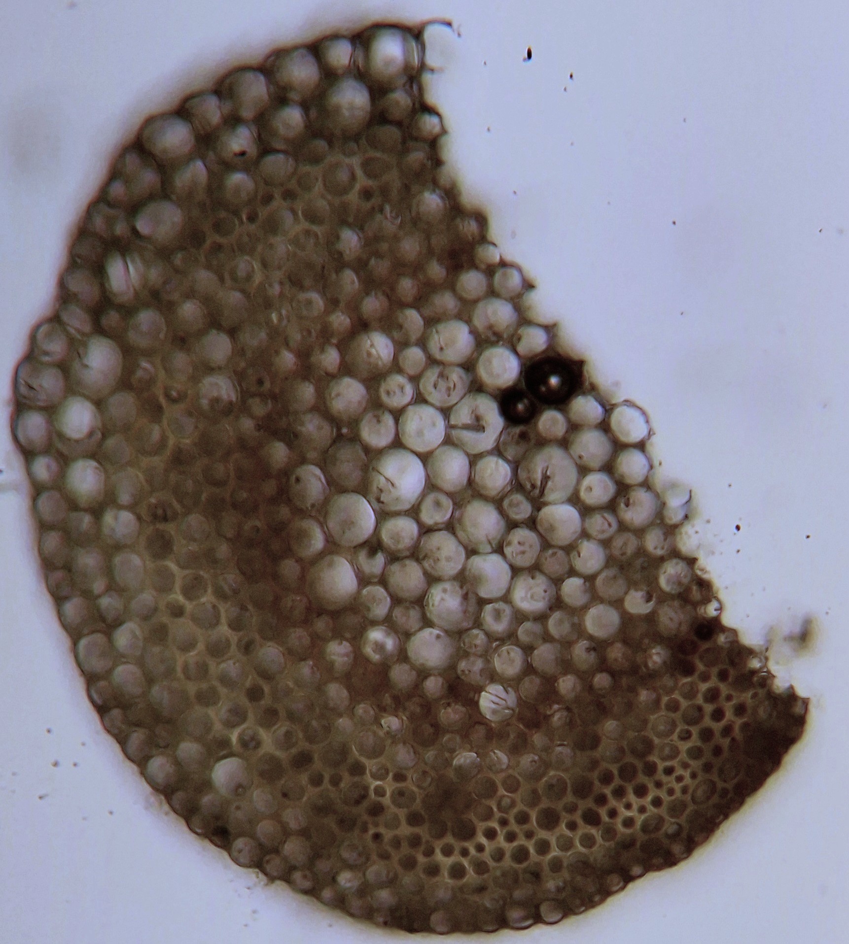 cross-section-stem-annulatum.jpg