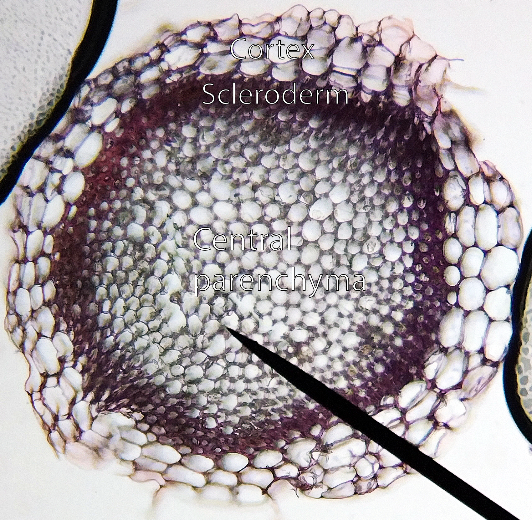 cross-section-stem-russowii.png