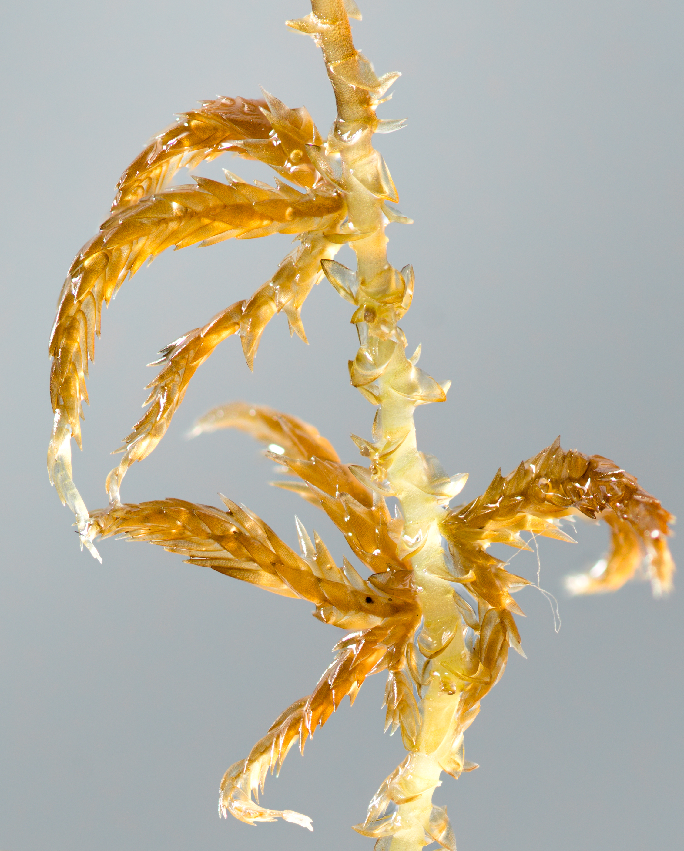 Sphagnum annulatum stem