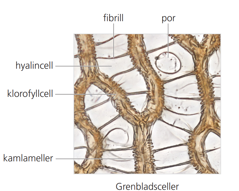 fibril in branch leaf (same logic follows with stem leaves)