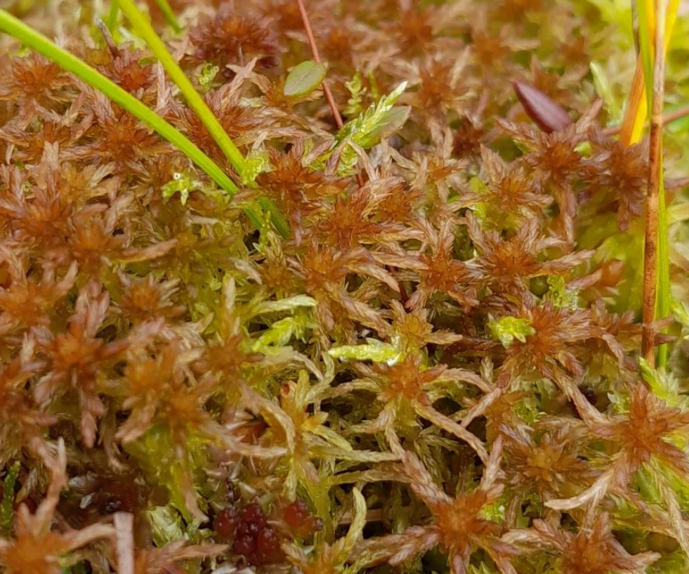 Sphagnum venustum