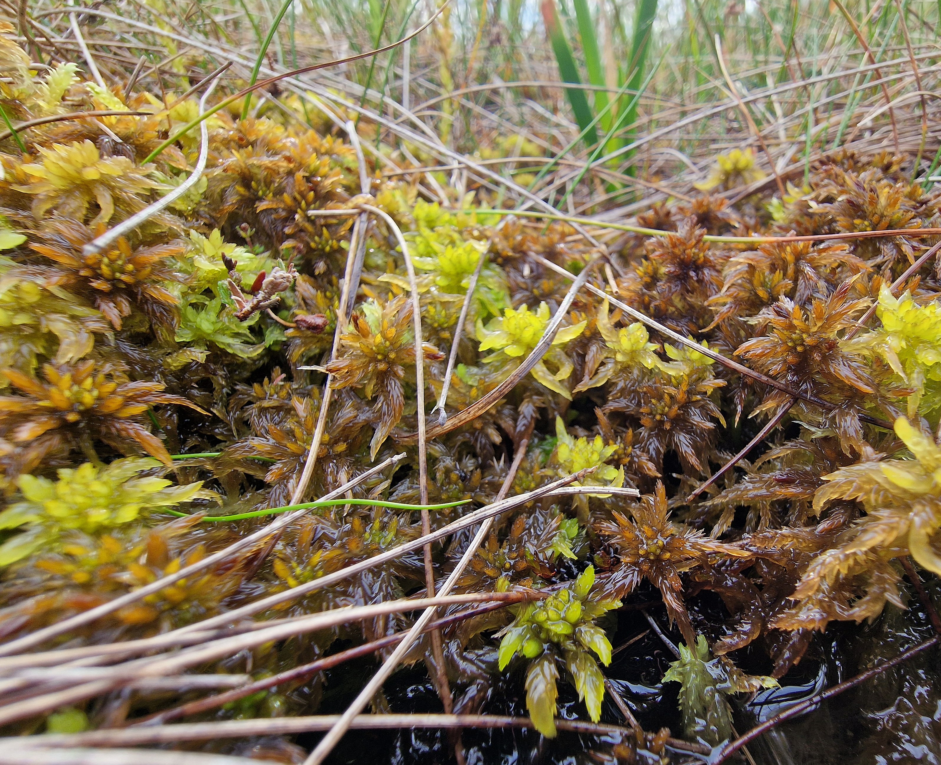 Sphagnum annulatum