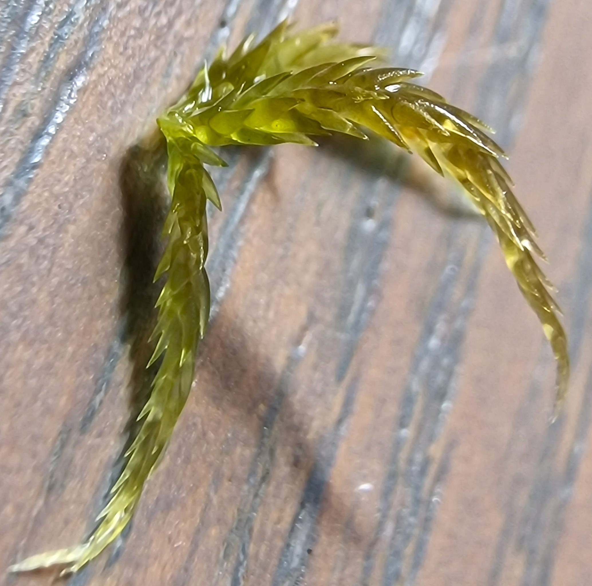 Branch fascicle detail