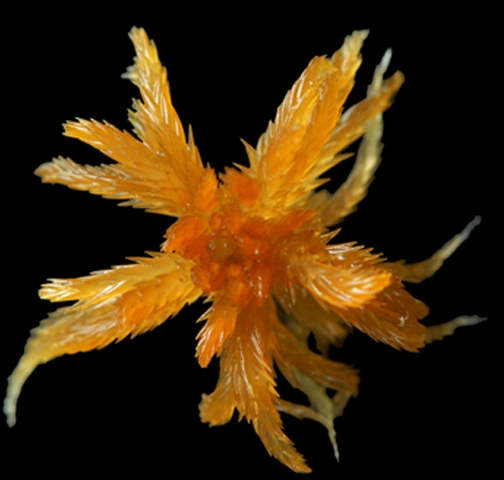 Sphagnum annulatum