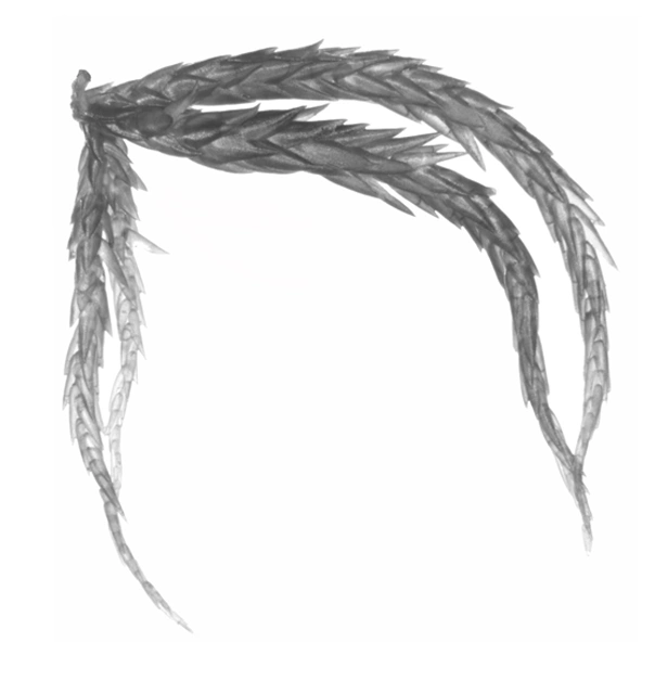Branch fascicle
