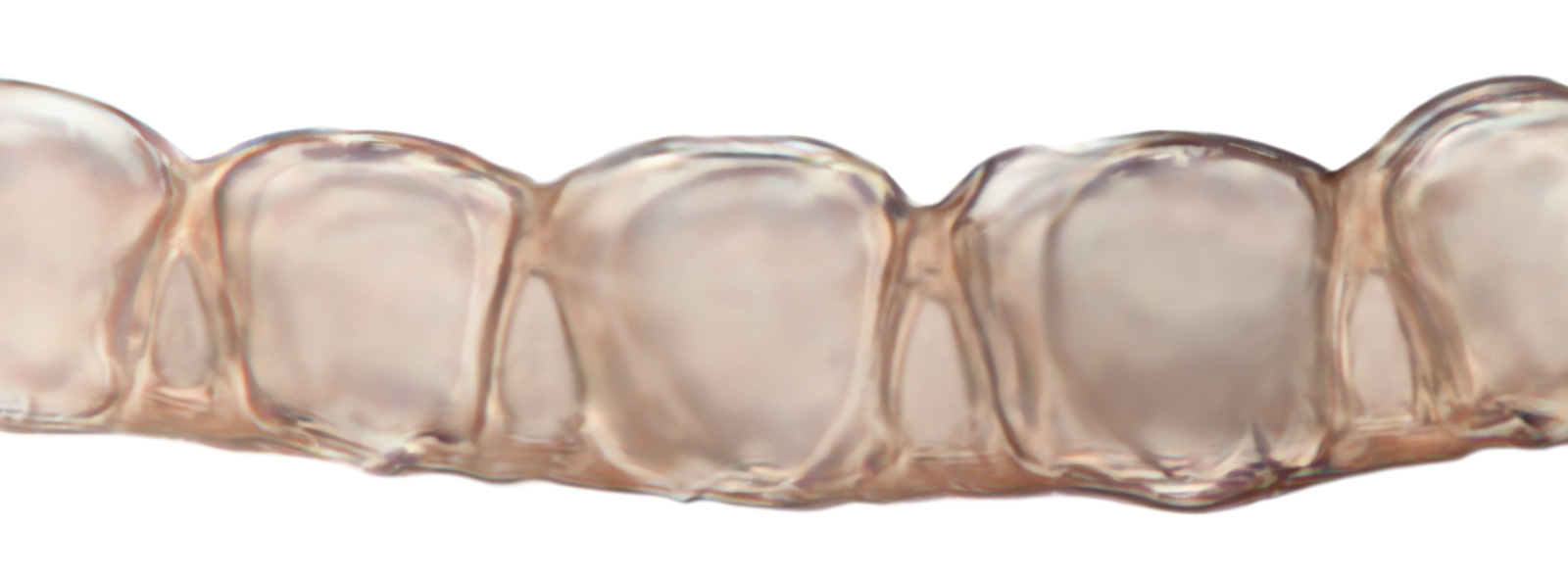 Branch leaf cross section