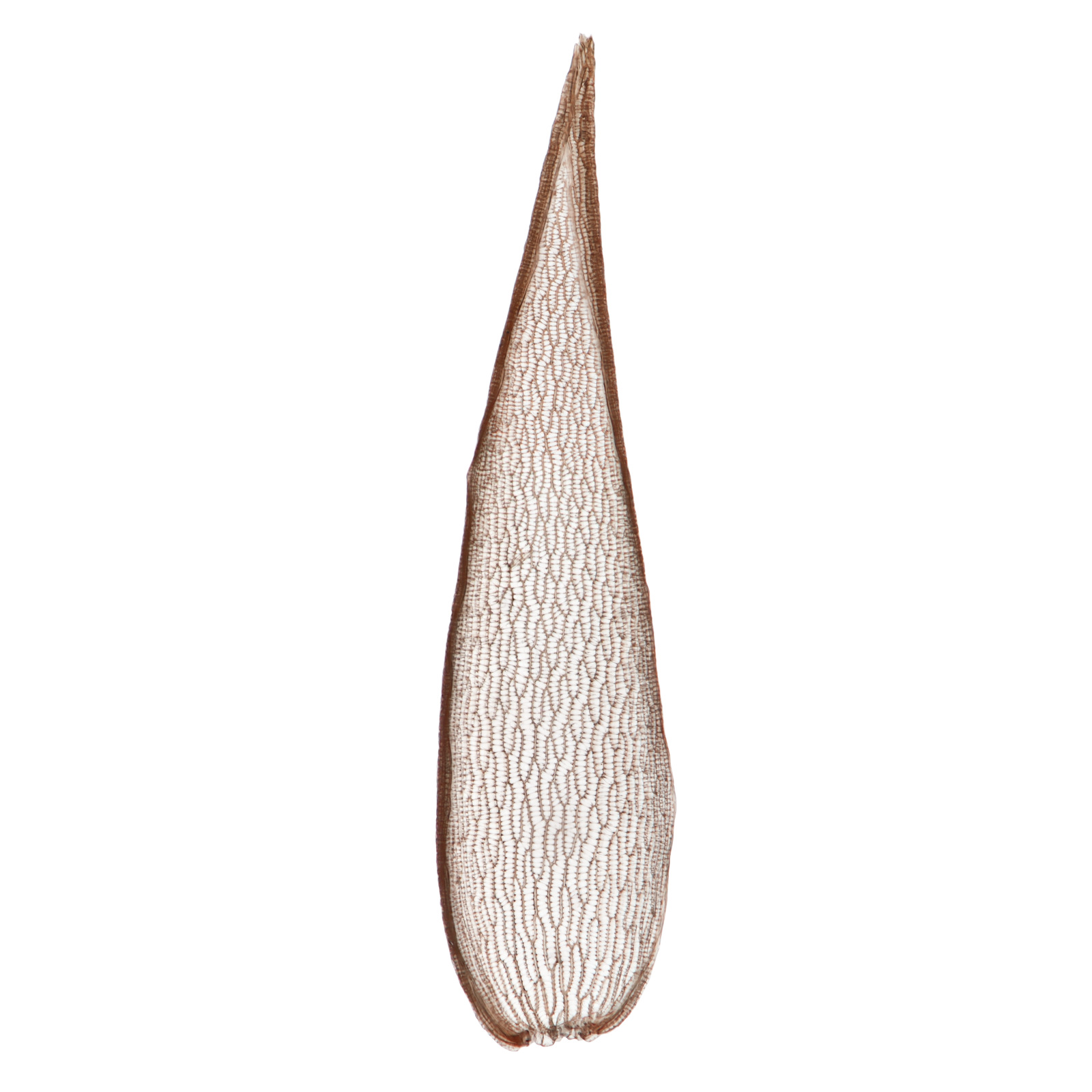 Branch leaf