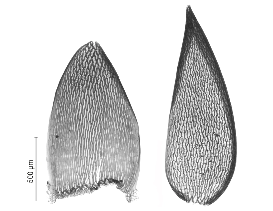 Stem leaf + branch leaf