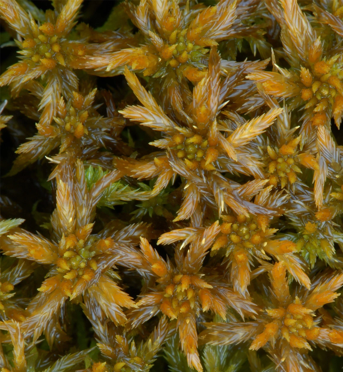 Multiple shoots