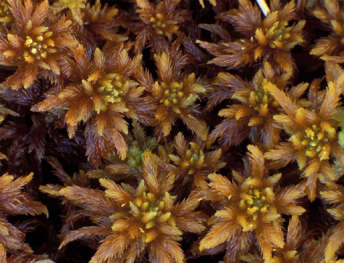 Sphagnum annulatum photo by Kjell I. Flatberg