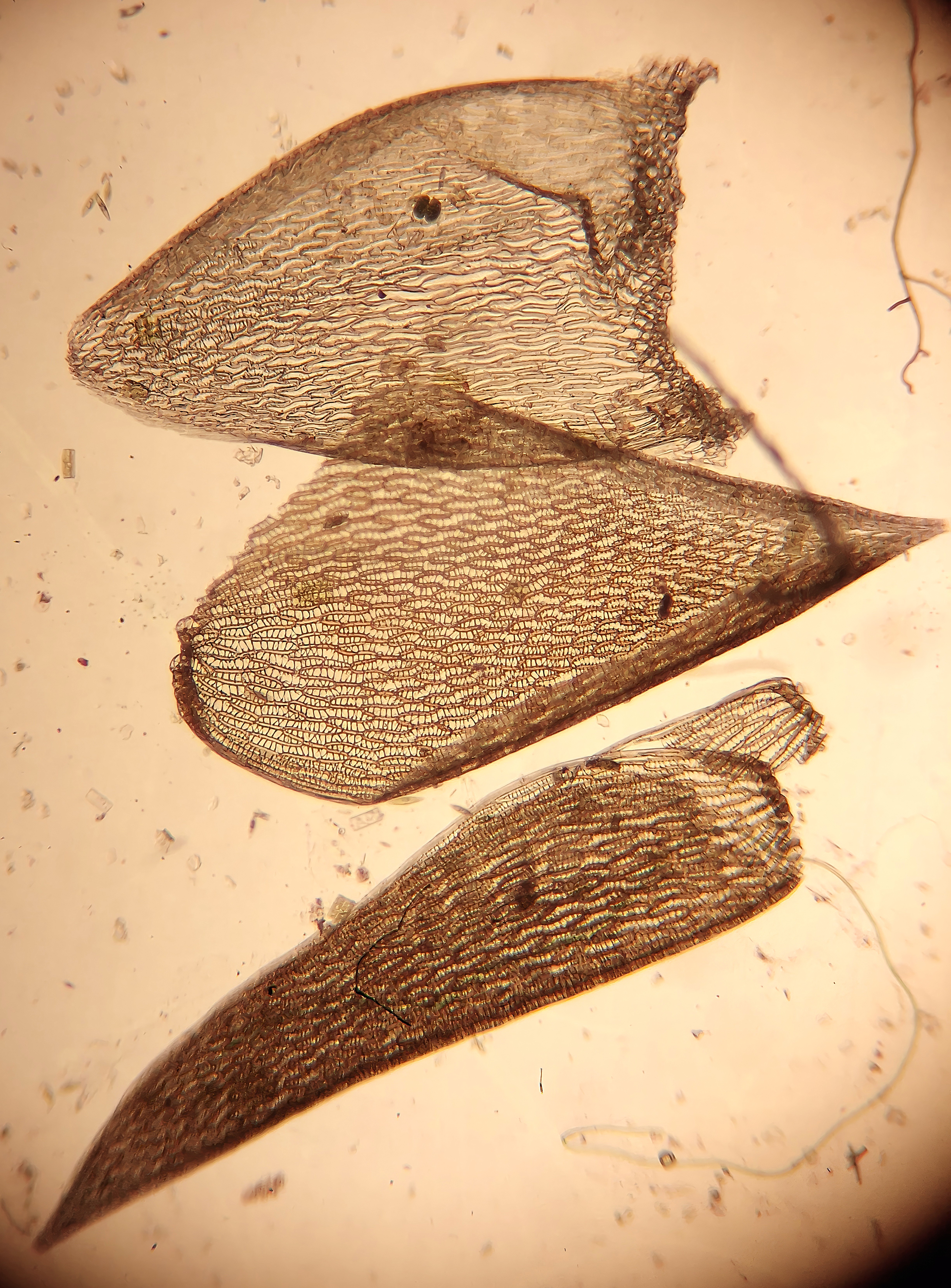 Stem and branch leaf