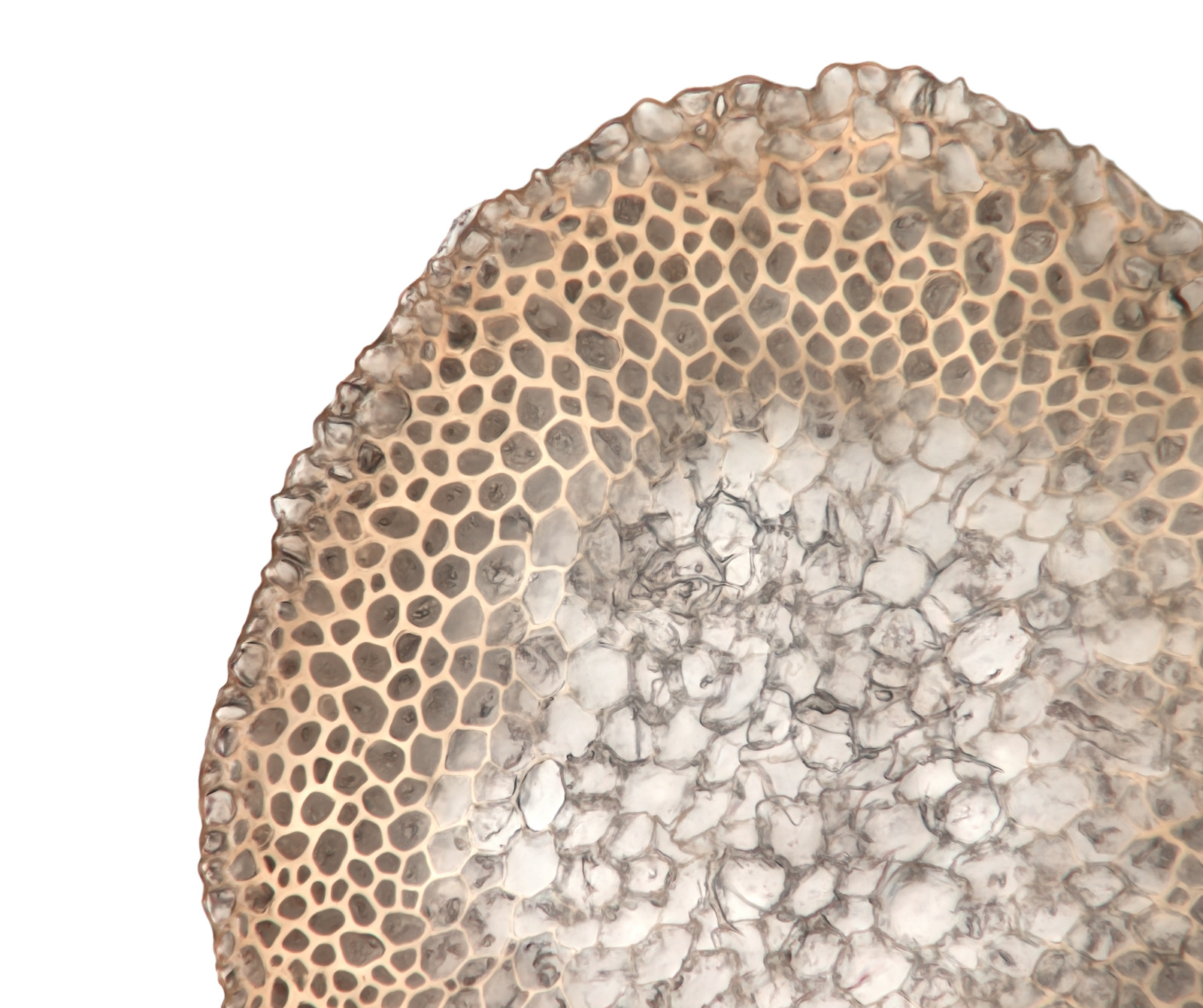 Stem cross section