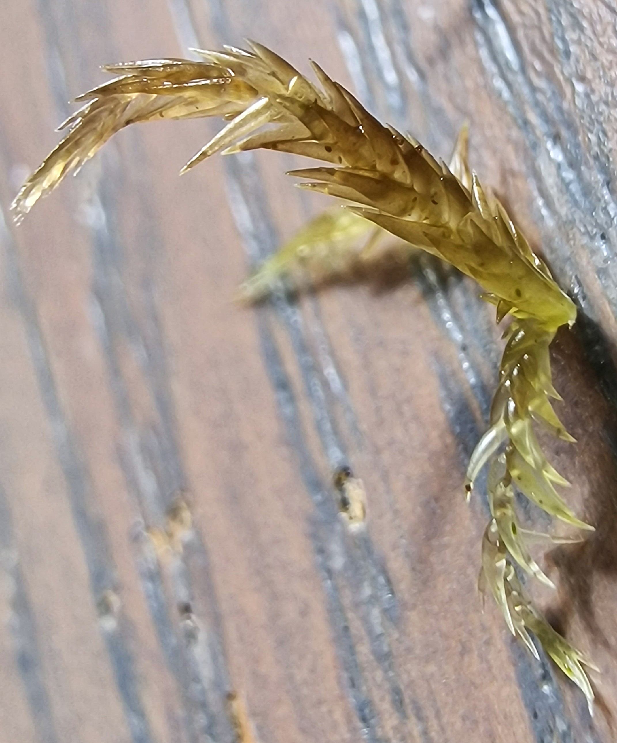 Sphagnum jensenii field photo