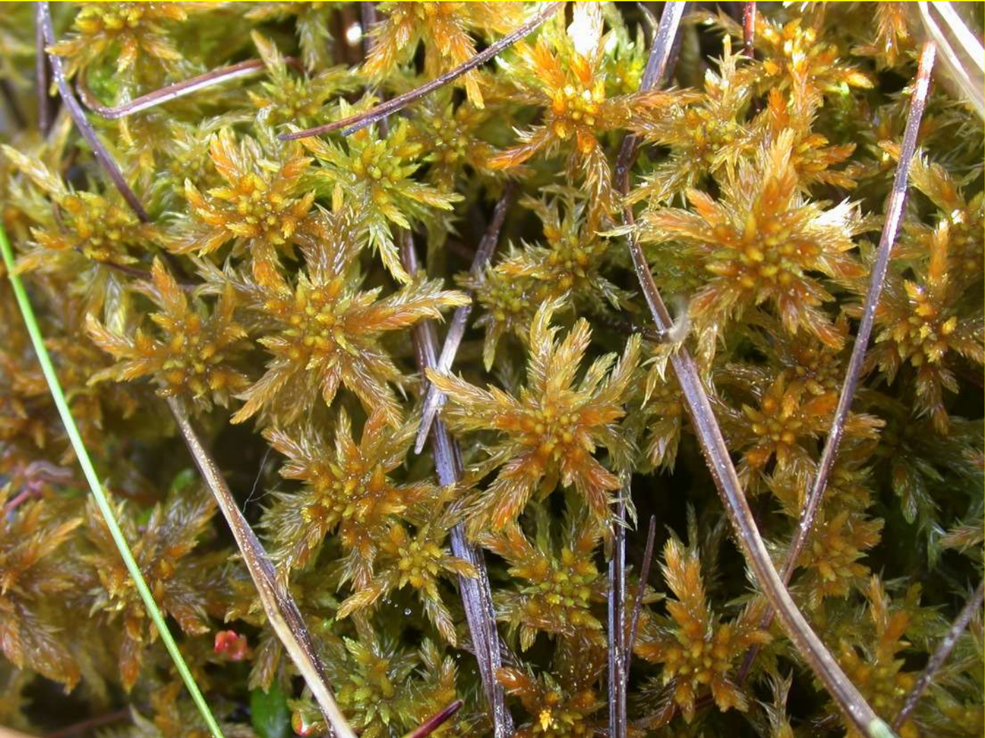 Sphagnum jensenii botanical illustration 1