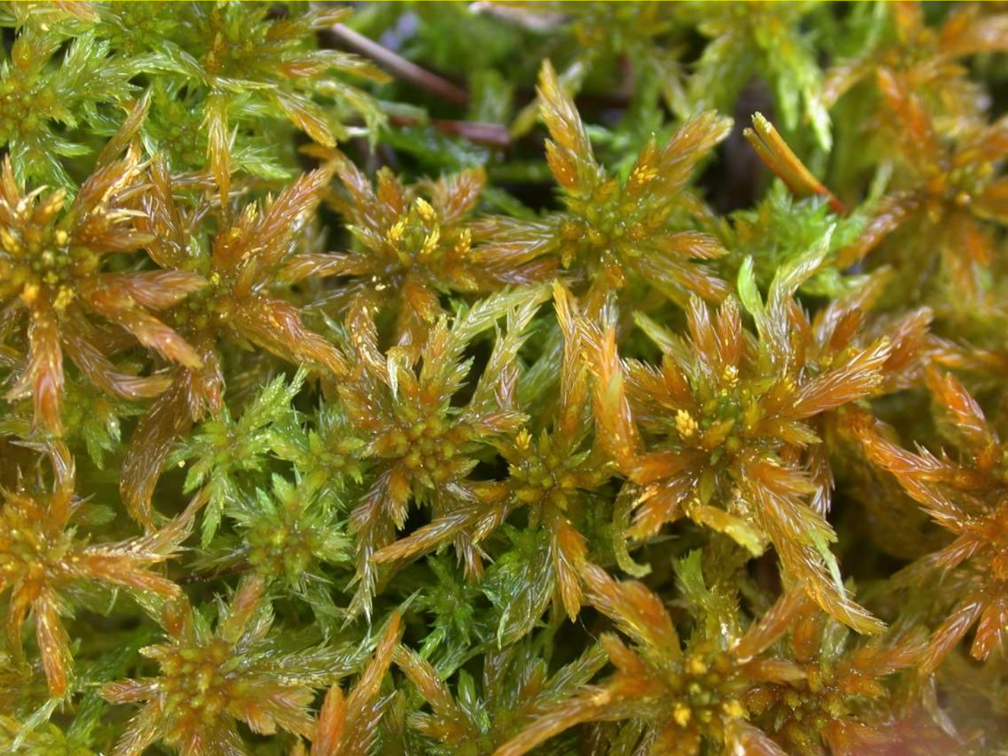 Sphagnum jensenii botanical illustration 2