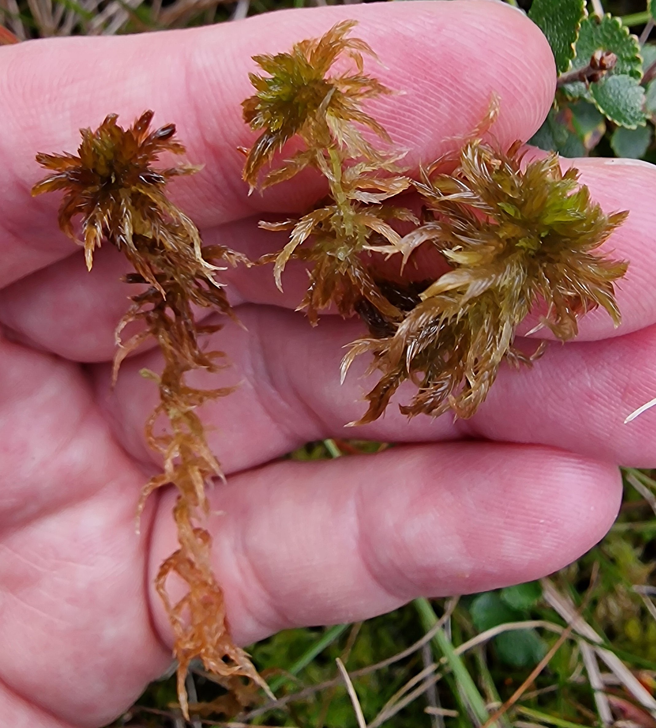 Field photo: Sphagnum annulatum (left and middle) and Sphagnum majus (right).