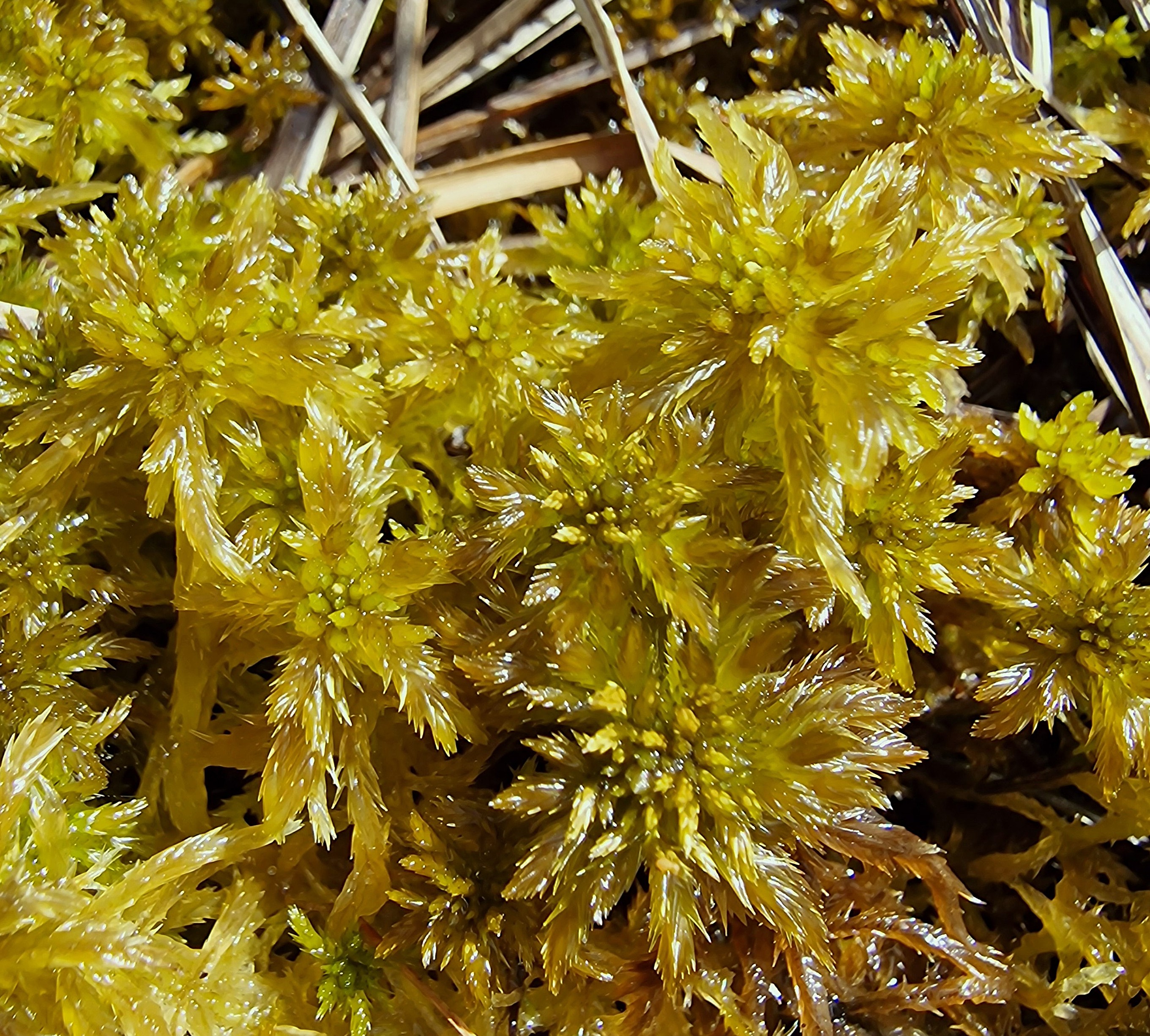 Field photo: Sphagnum majus and Sphagnum lindbergii (large shoots in centre and outskirts).