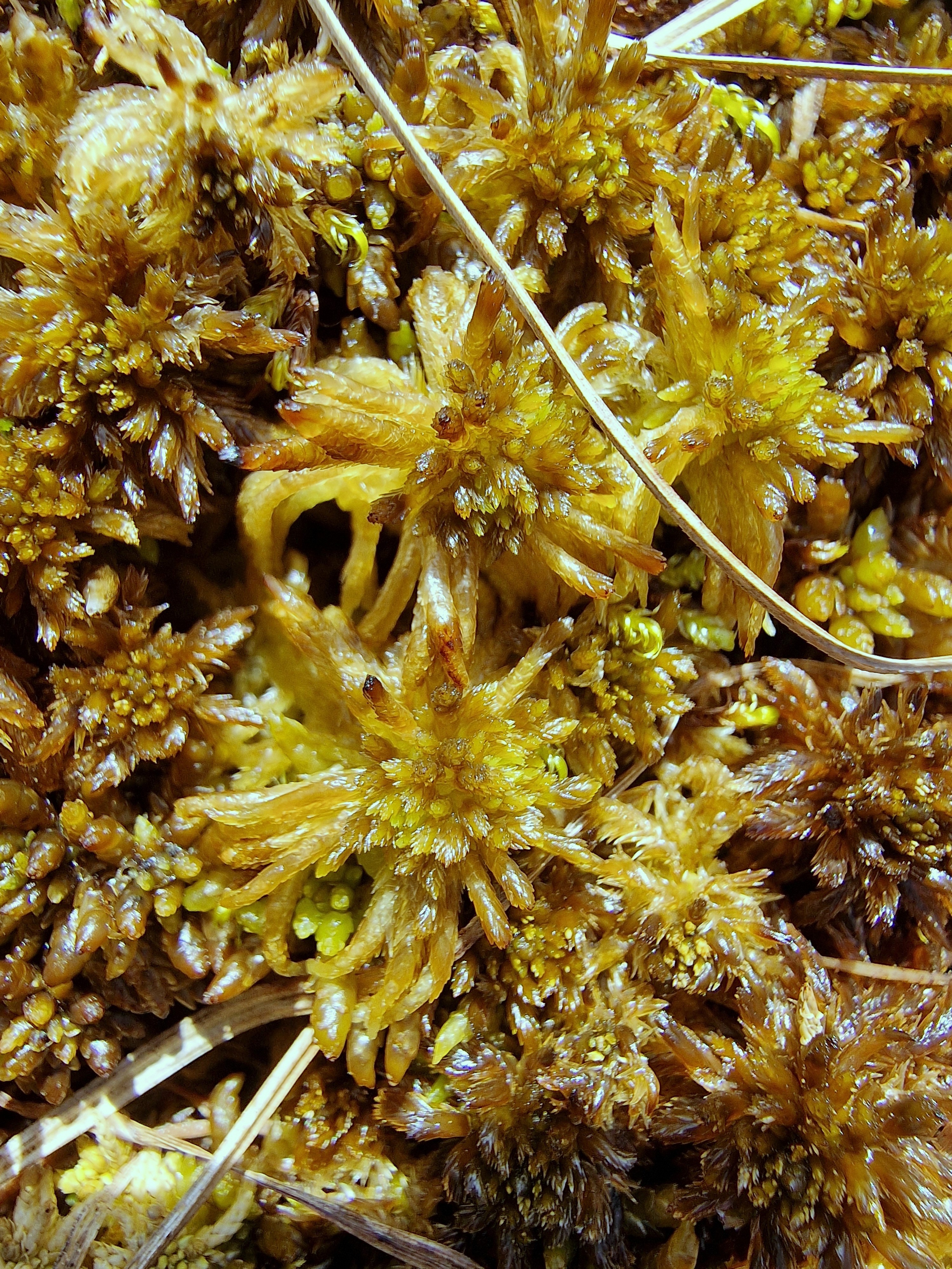 Field photo: Sphagnum balticum (straight-branched shoots in centre), Sphagnum majus (paler shoots), and Sphagnum lindbergii in the outskirts.
