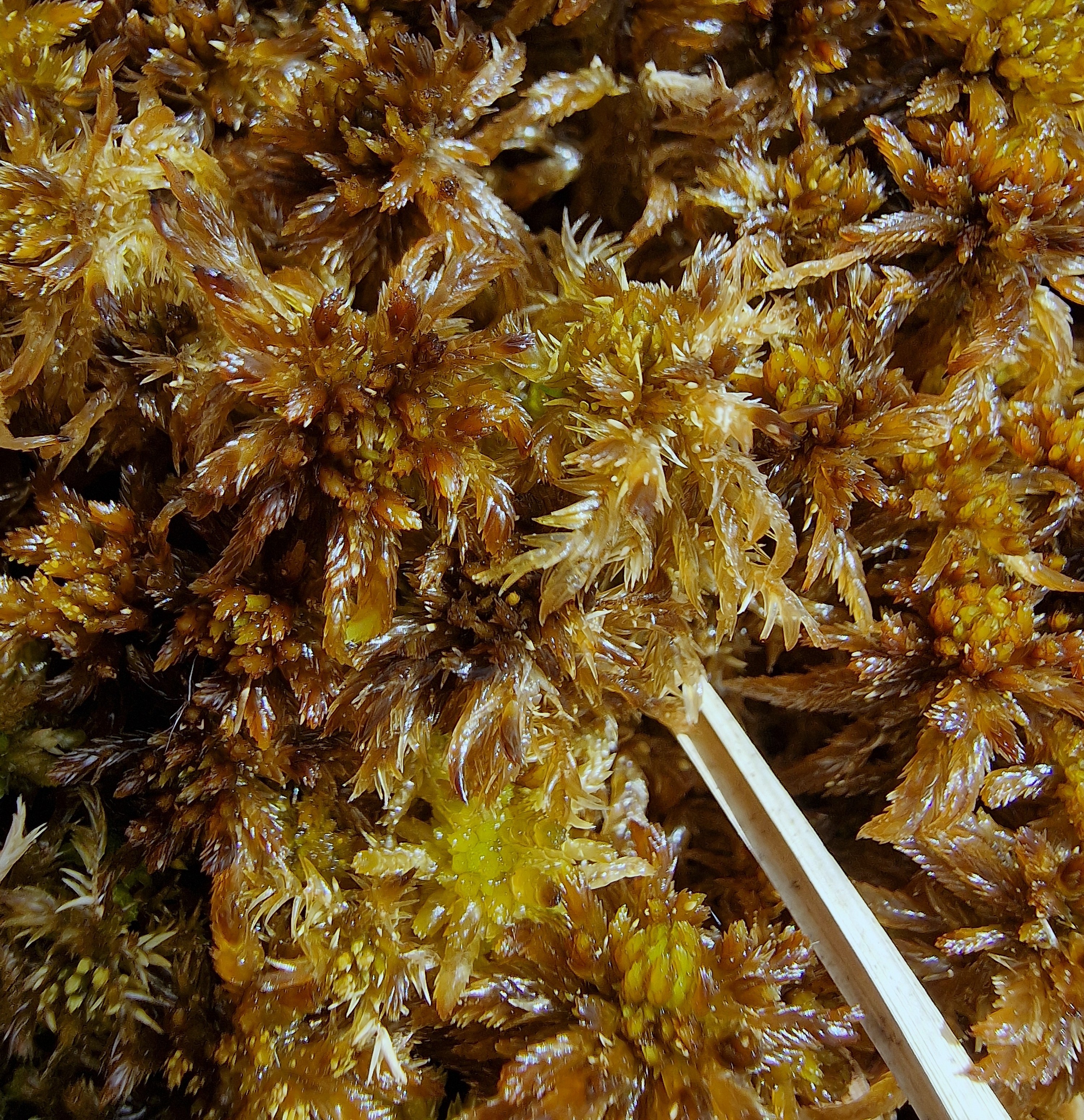 Field photo: Sphagnum balticum and Sphagnum majus (showing top bud differences).