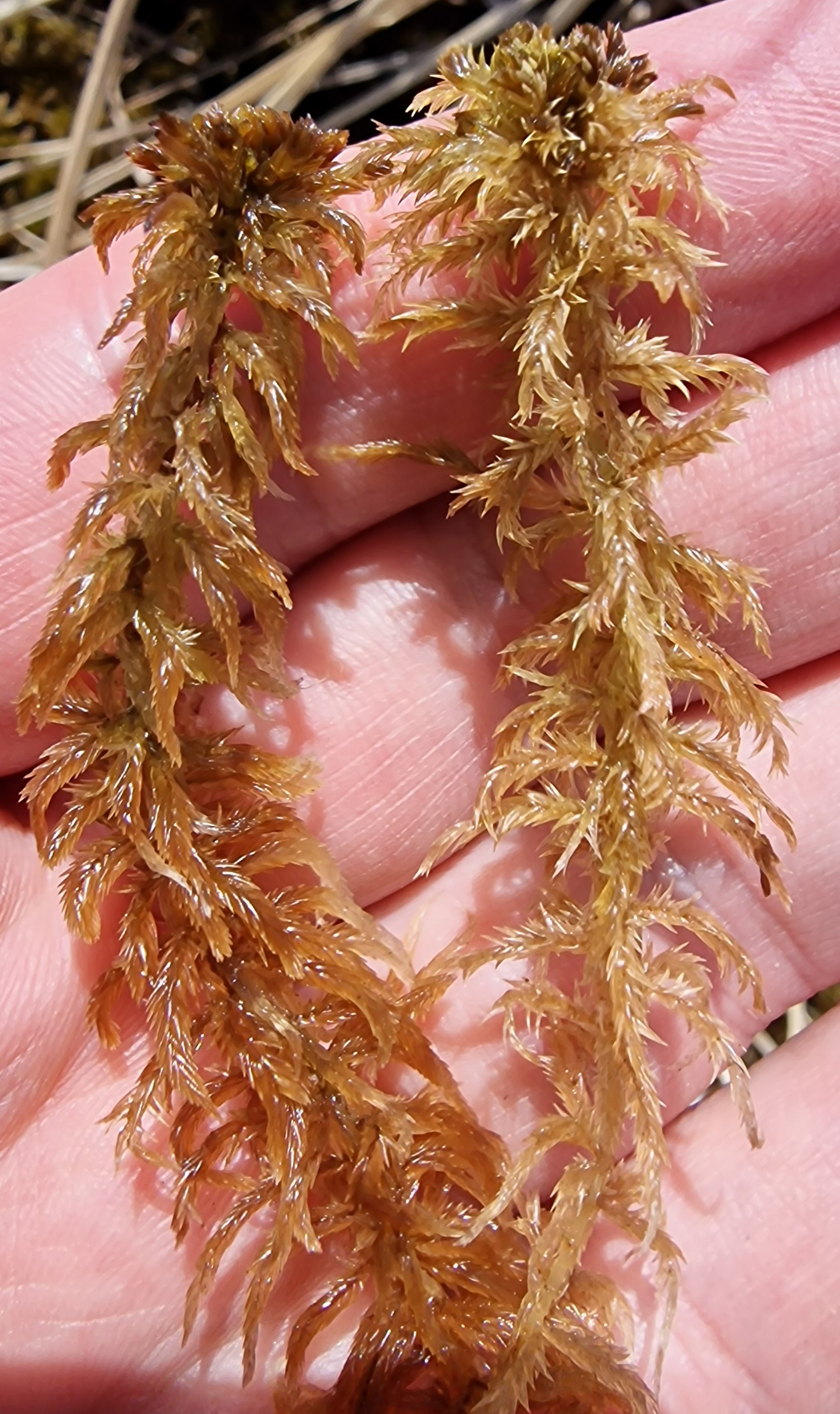 Field photo: Sphagnum balticum (left) and Sphagnum majus (right).
