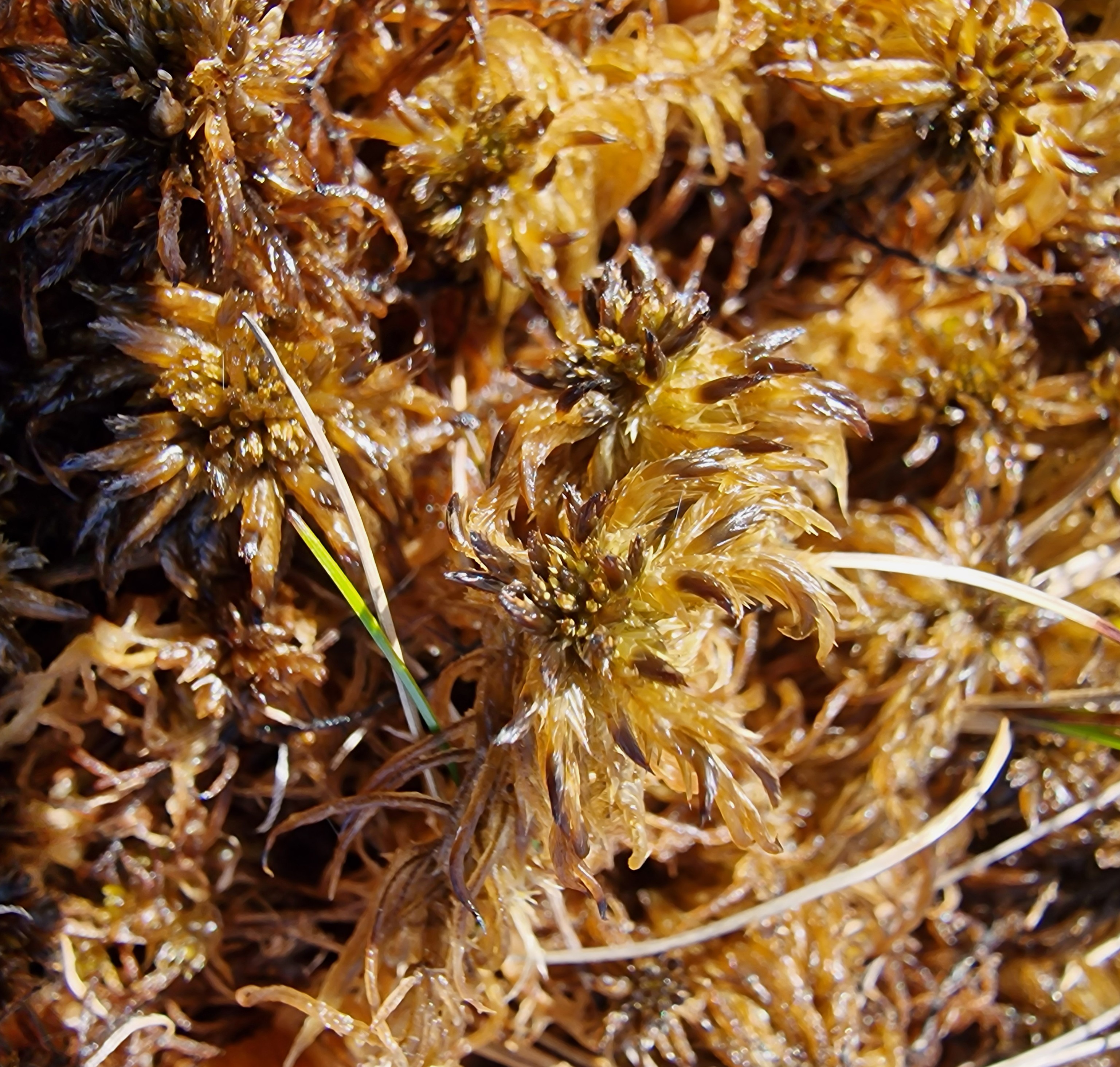Field photo: Sphagnum majus shoot.