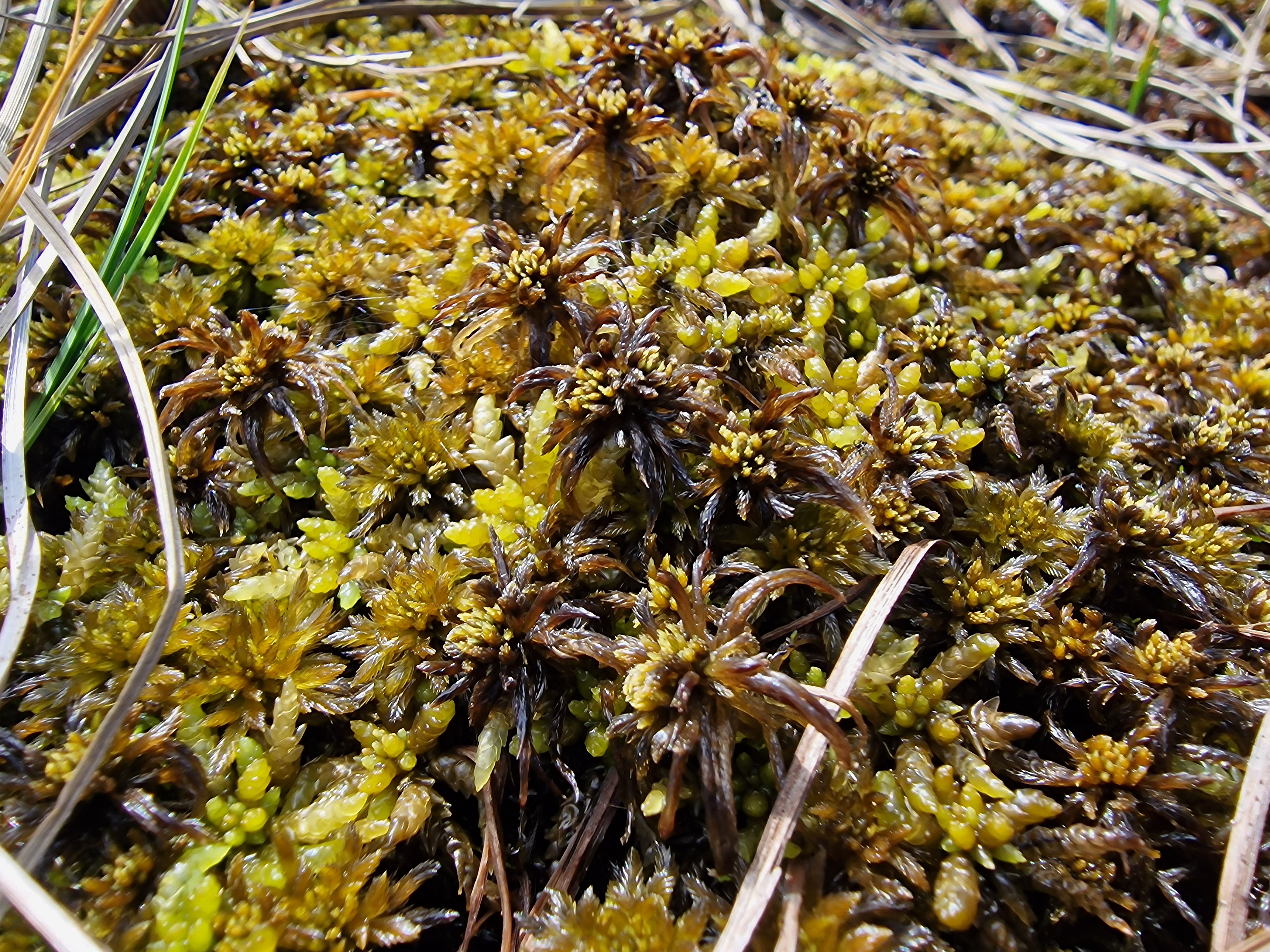 Field photo: Sphagnum jensenii and Sphagnum lindbergii.