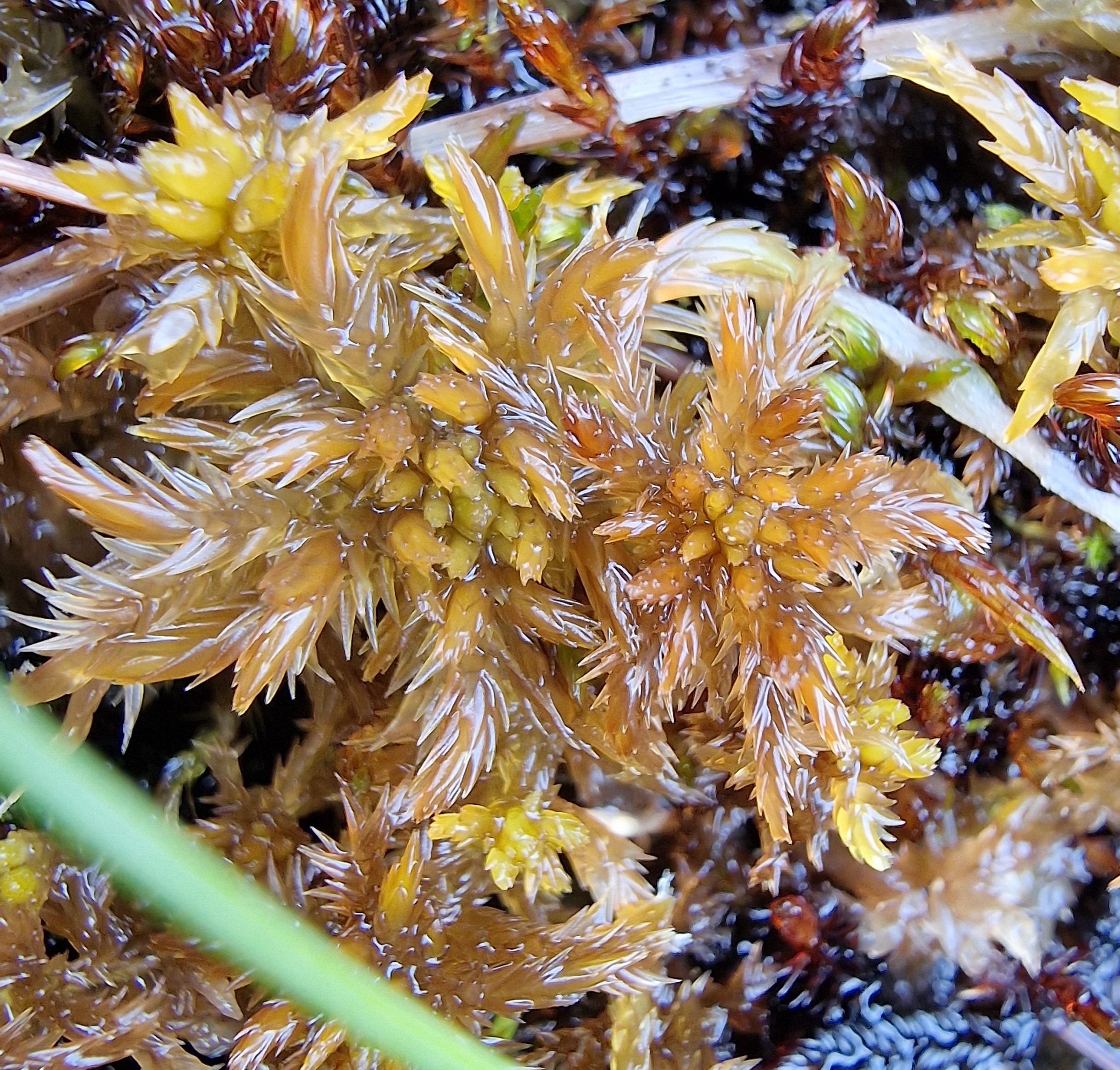 Field photo: Sphagnum majus (left) and Sphagnum annulatum (right).