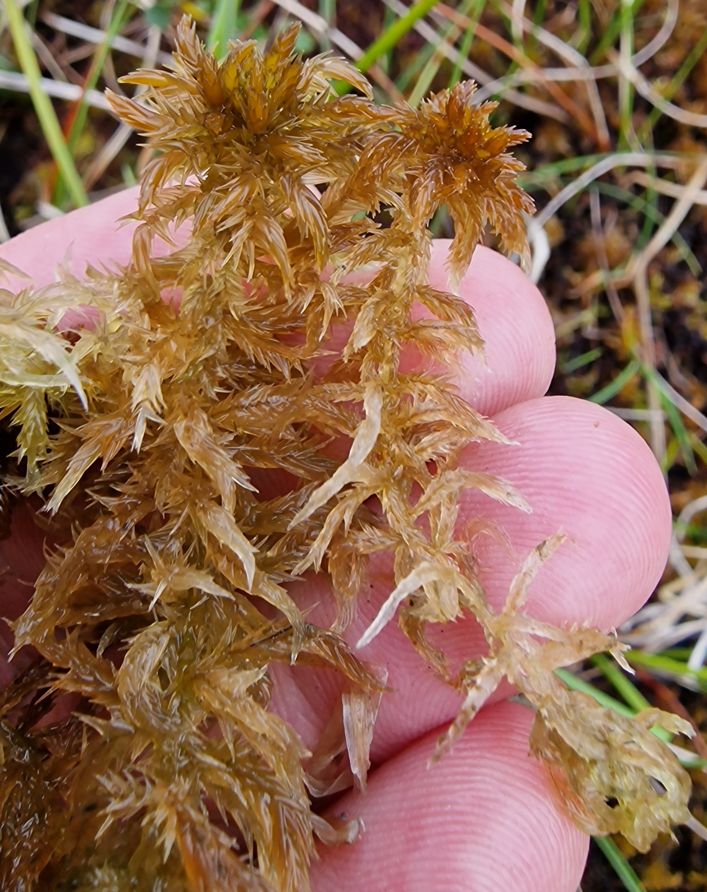 Field photo: Sphagnum majus (left) and Sphagnum annulatum (right).