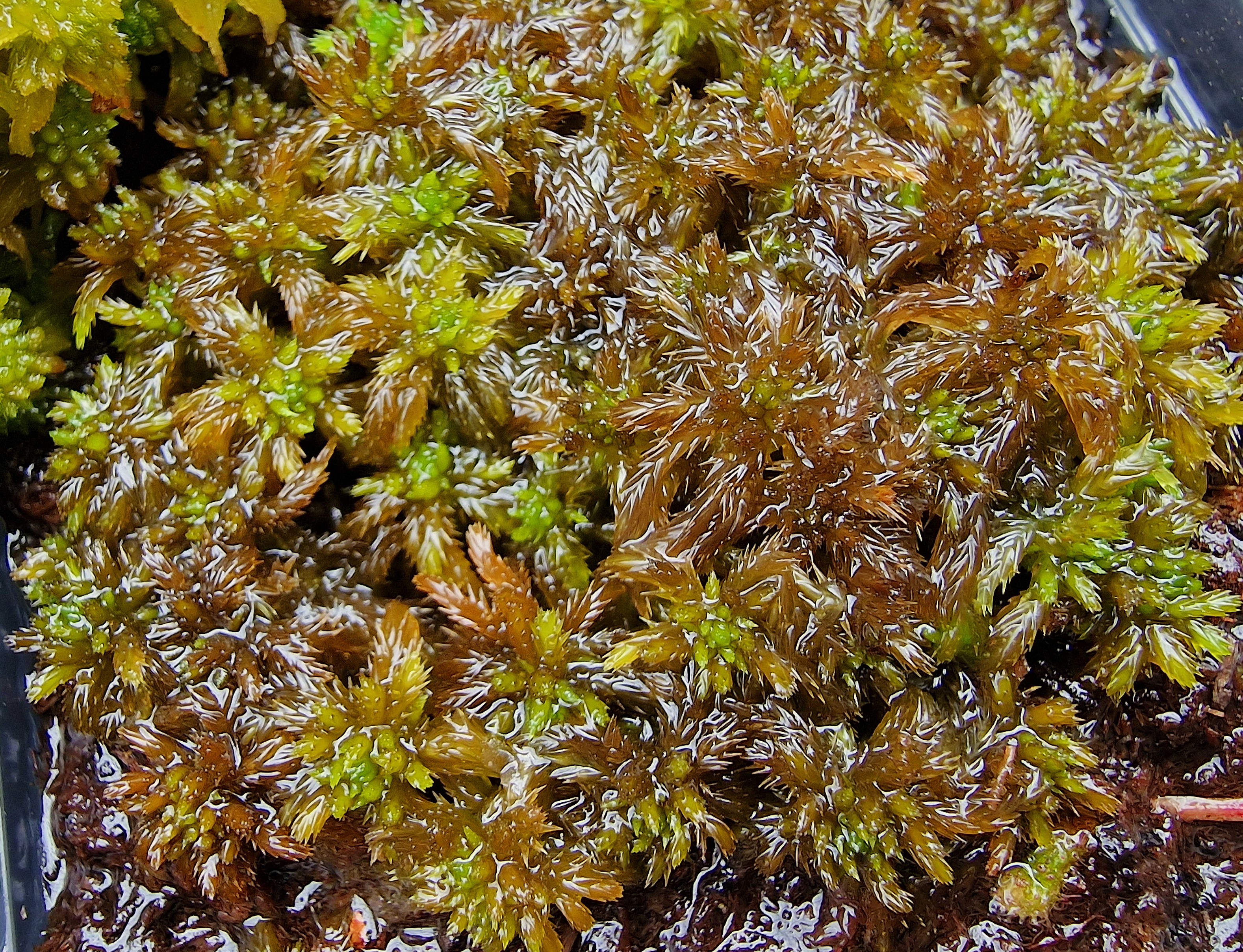 Field photo: male Sphagnum annulatum (darker brown) together with lighter forms of Sphagnum annulatum.