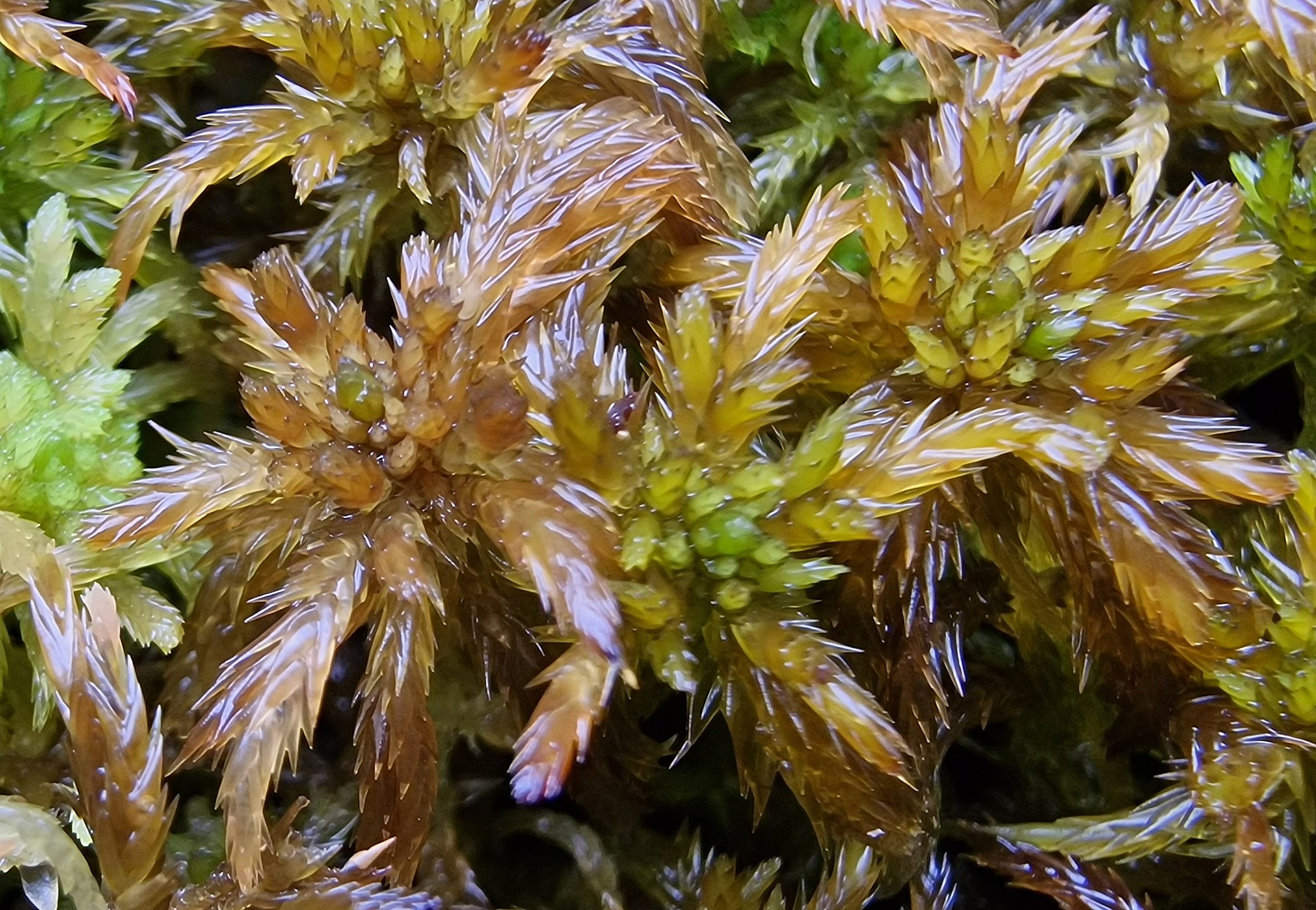 Field photo: male Sphagnum annulatum (darker brown) and lighter Sphagnum annulatum.