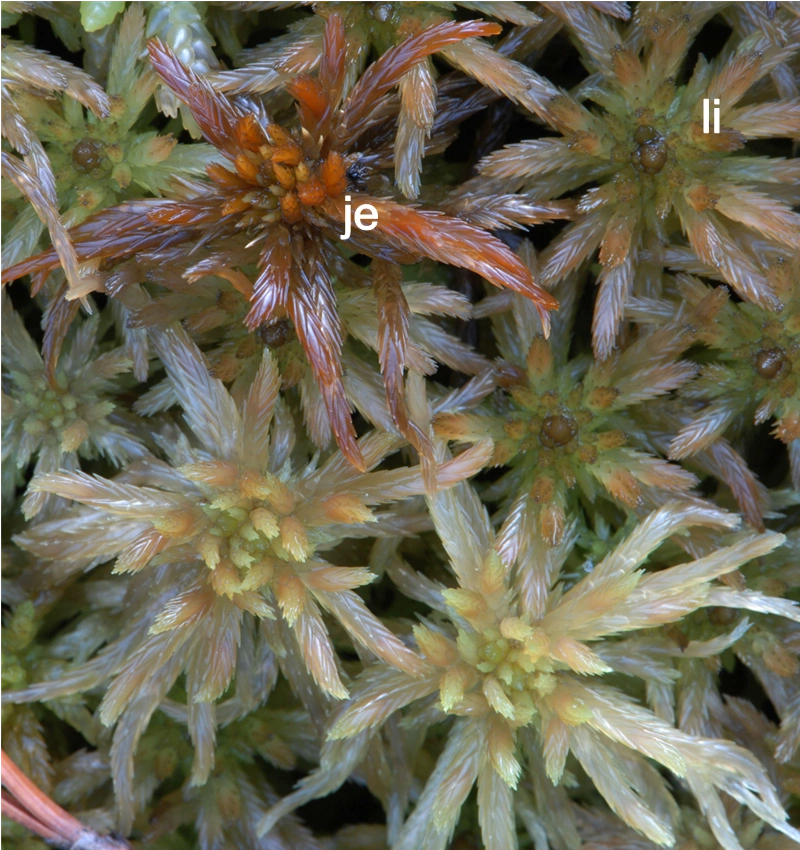 Field photo: Sphagnum jensenii (je), Sphagnum majus (pale shoots), and Sphagnum lindbergii (li).
