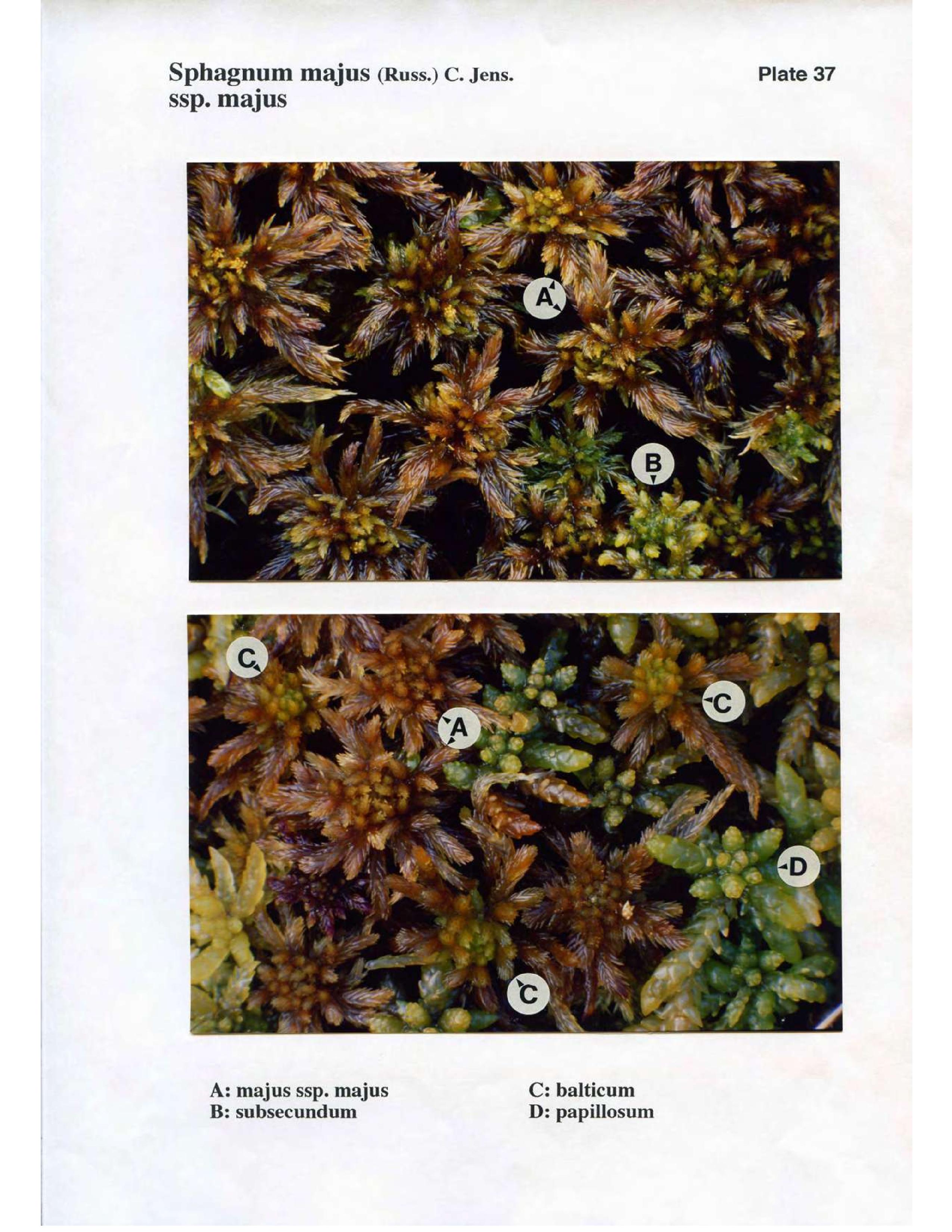 Book scan: The Norwegian Sphagna – a field colour guide, page 91.