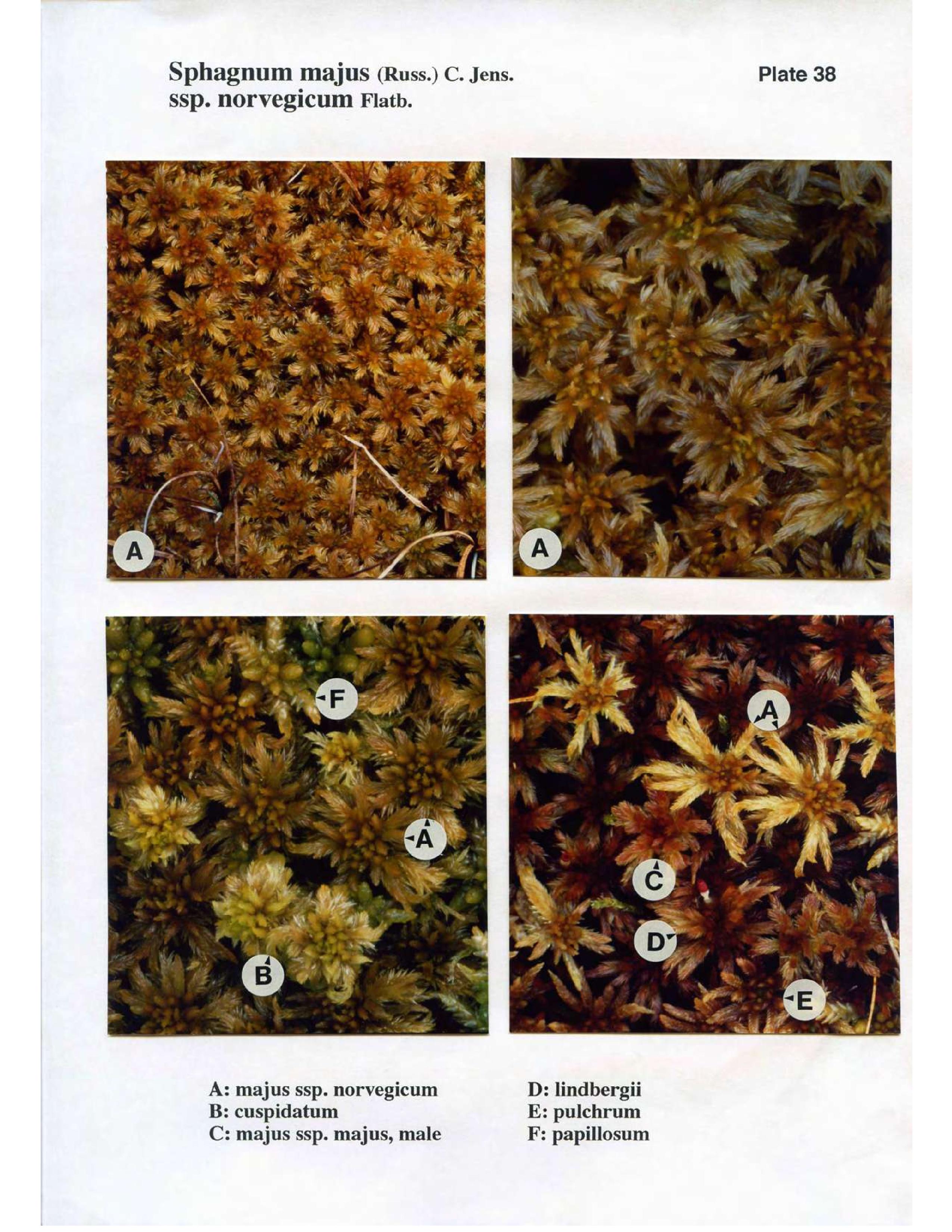 Book scan: The Norwegian Sphagna – a field colour guide, page 92.