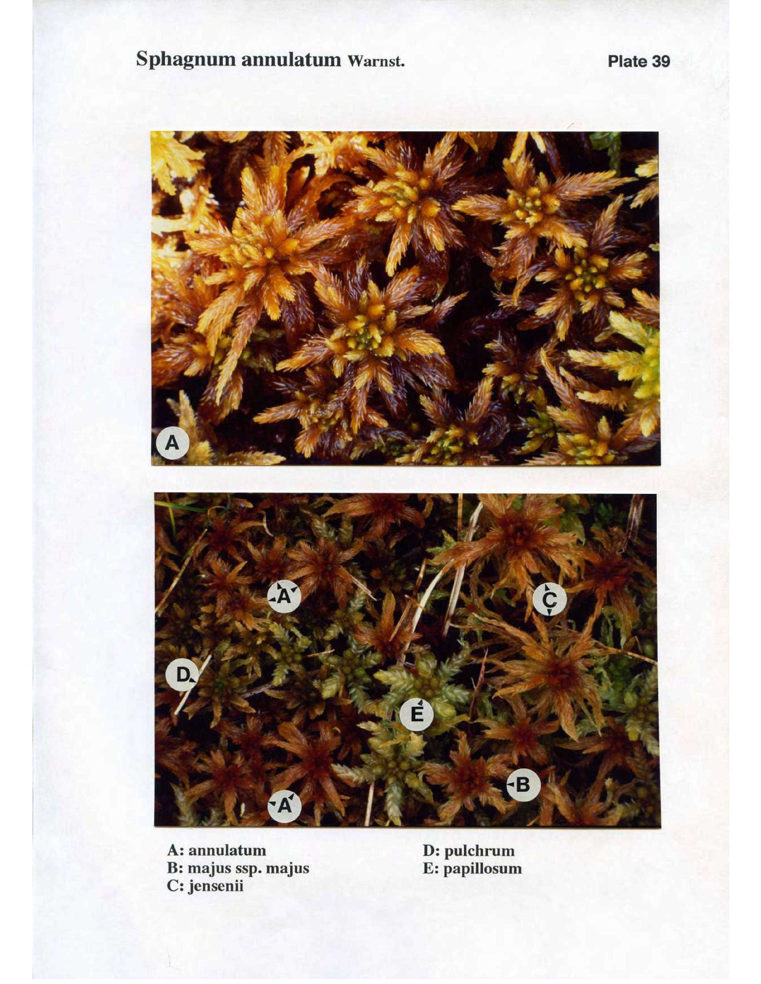 Book scan: The Norwegian Sphagna – a field colour guide, page 93.