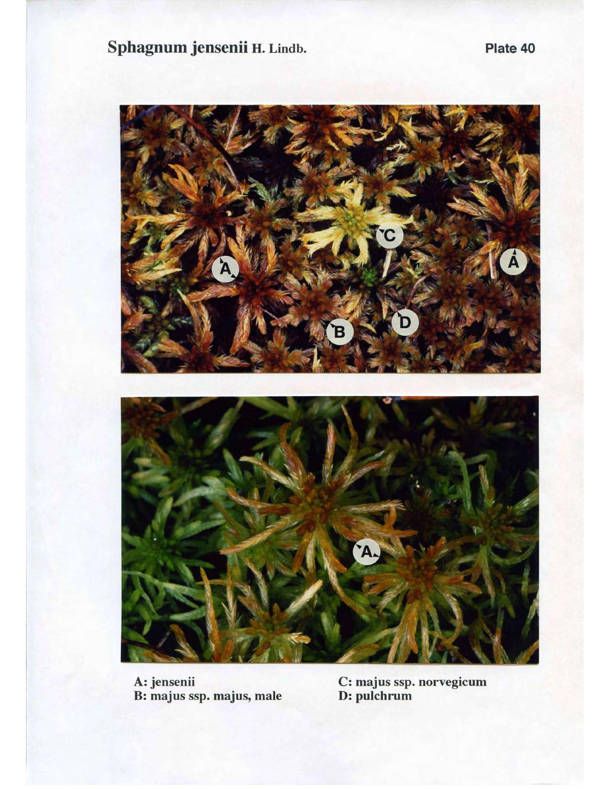 Book scan: The Norwegian Sphagna – a field colour guide, page 94.