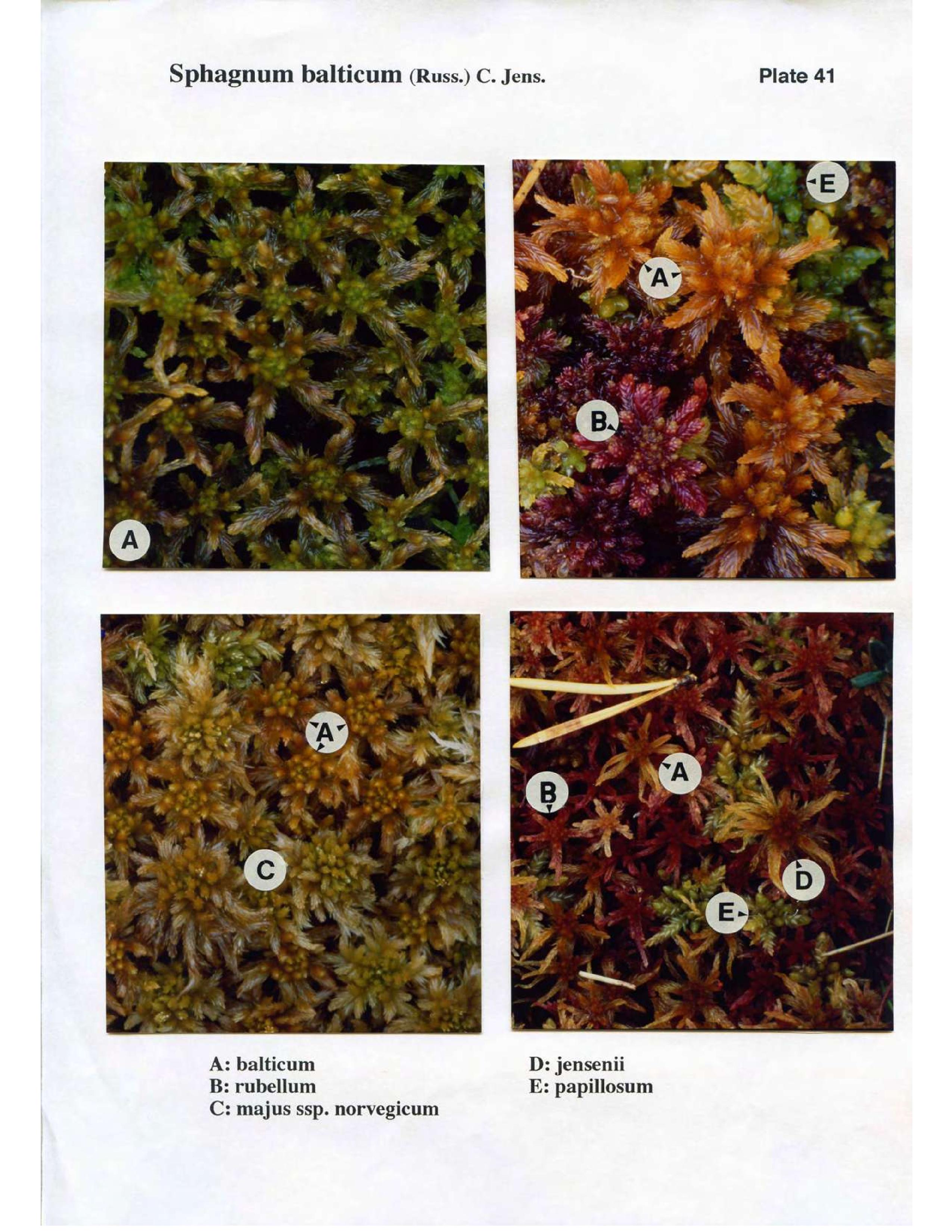 Book scan: The Norwegian Sphagna – a field colour guide, page 95.