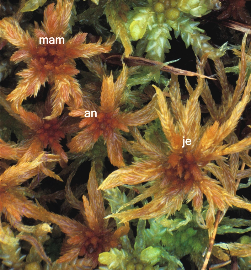 Comparison photo of Sphagnum majus (mam), Sphagnum annulatum (an) and Sphagnum jensenii (je).