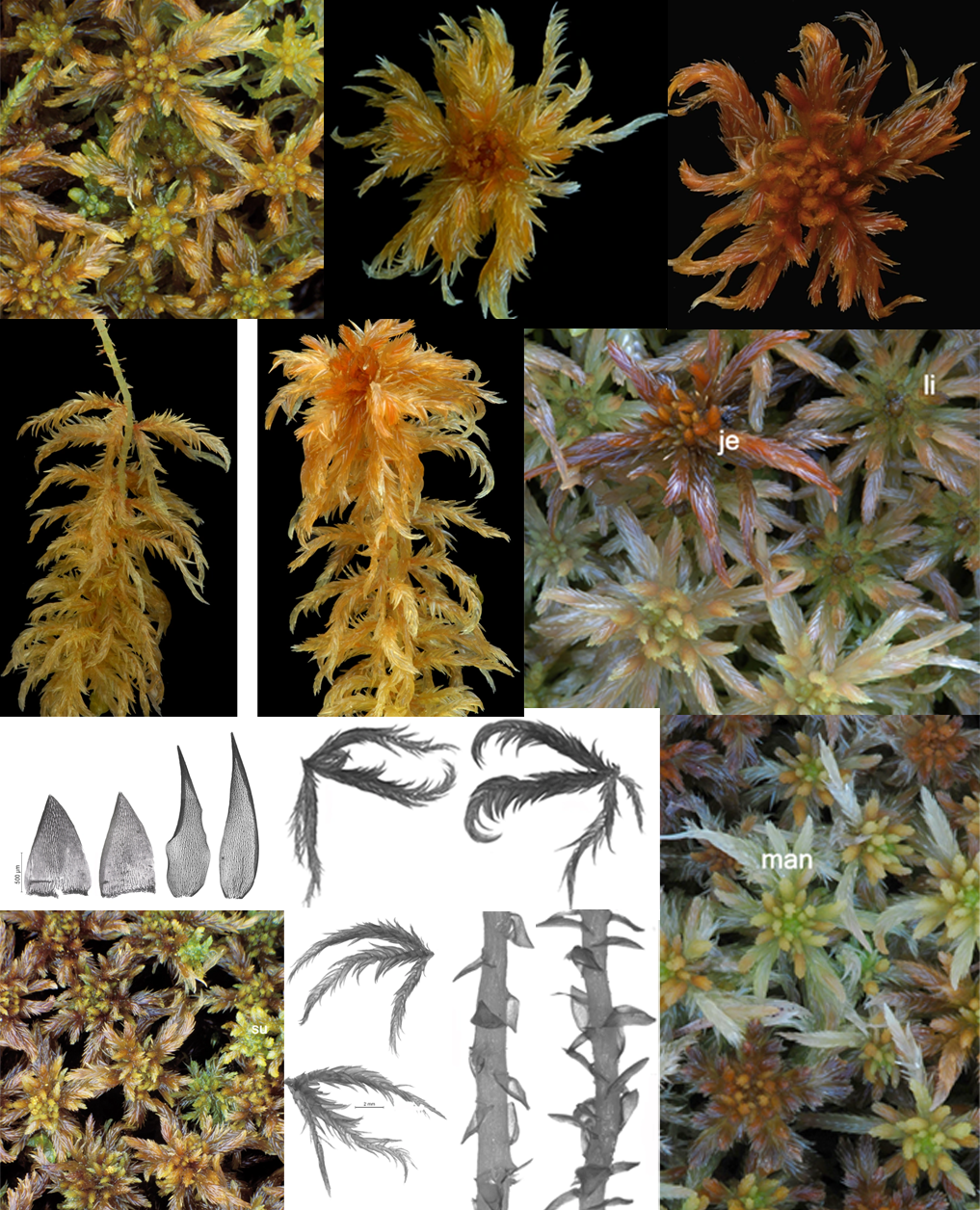 Comparison plate showing Sphagnum majus and related taxa (labels include li = S. lindbergii, je = S. jensenii, man = S. majus subsp. norvegicum).