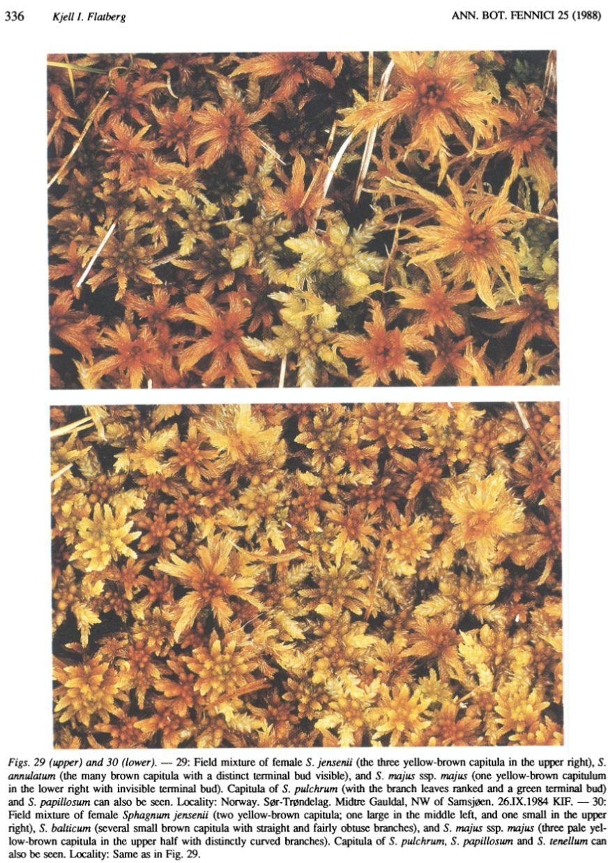 Figure scan from Flatberg 1988: Taxonomy of Sphagnum annulatum and related species, page 336.