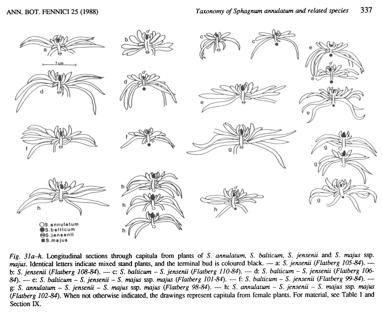 Figure scan from Flatberg 1988: Taxonomy of Sphagnum annulatum and related species, page 337.