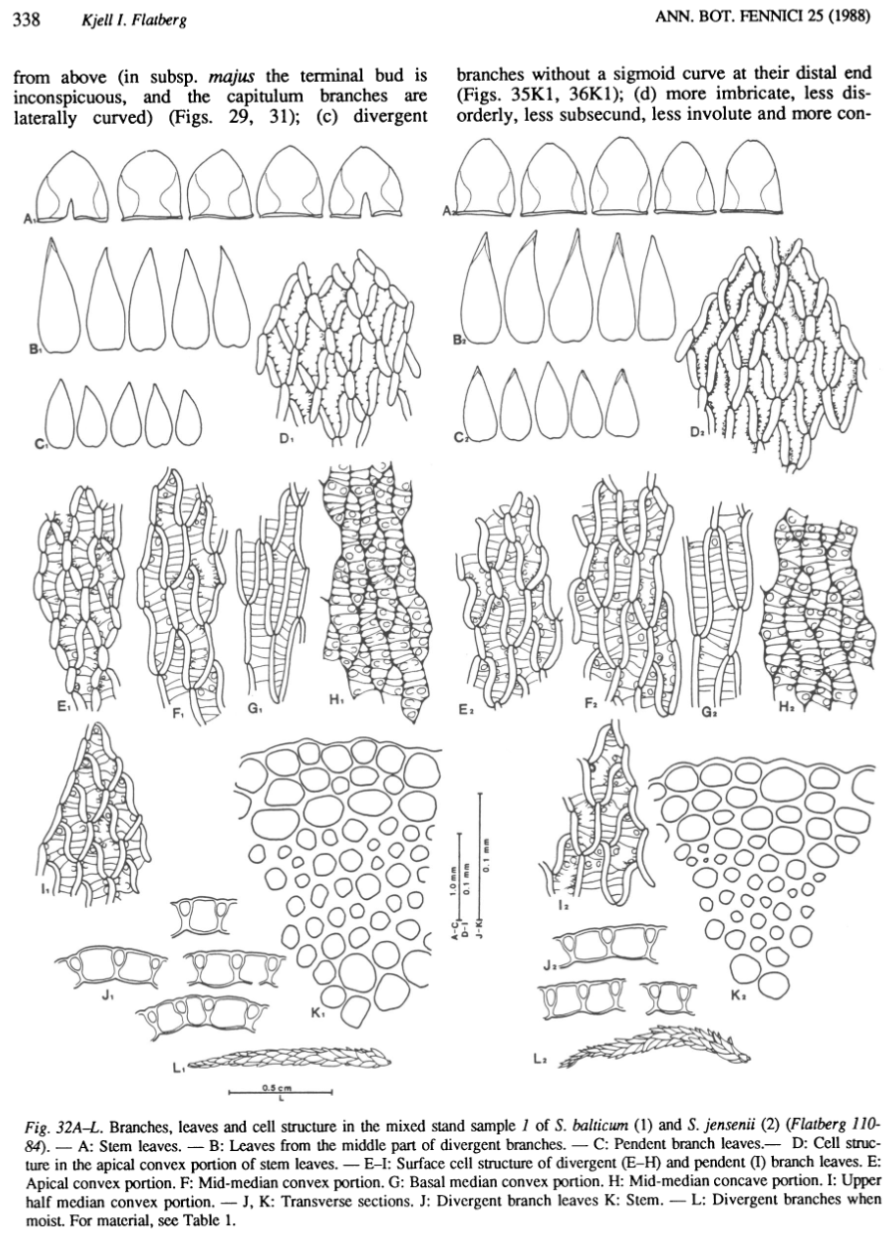 Figure scan from Flatberg 1988: Taxonomy of Sphagnum annulatum and related species, page 338.