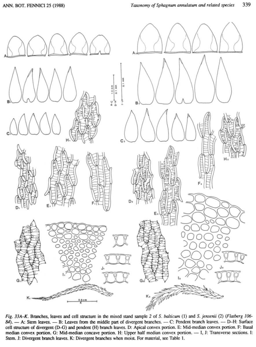 Figure scan from Flatberg 1988: Taxonomy of Sphagnum annulatum and related species, page 339.