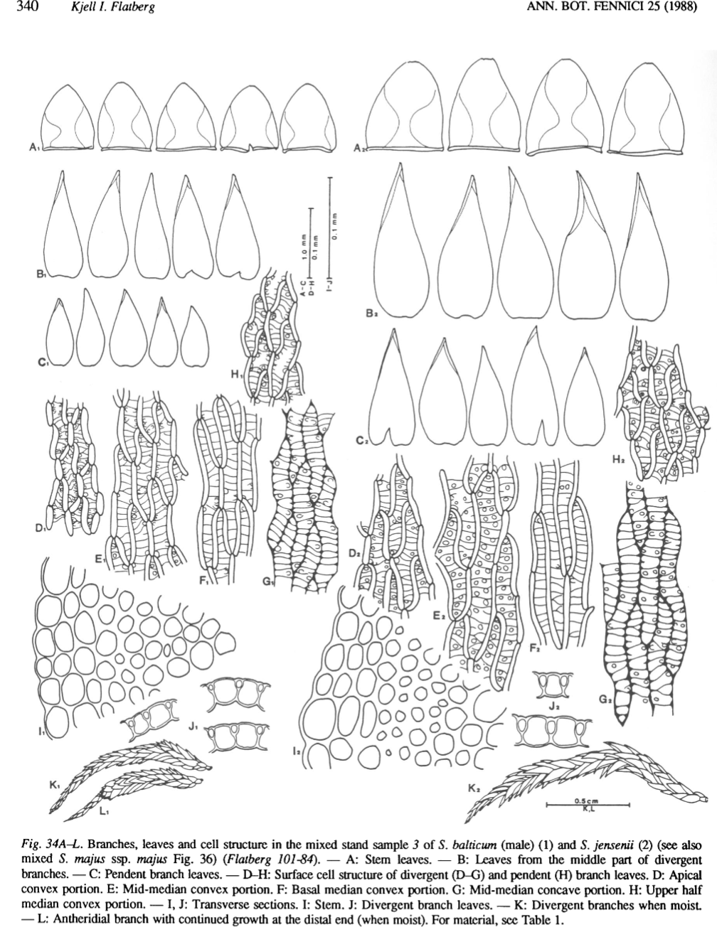 Figure scan from Flatberg 1988: Taxonomy of Sphagnum annulatum and related species, page 340.