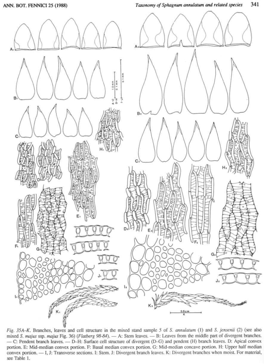 Figure scan from Flatberg 1988: Taxonomy of Sphagnum annulatum and related species, page 341.