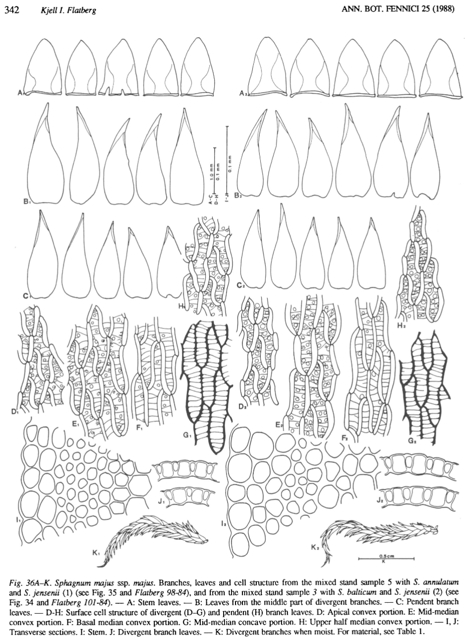 Figure scan from Flatberg 1988: Taxonomy of Sphagnum annulatum and related species, page 342.
